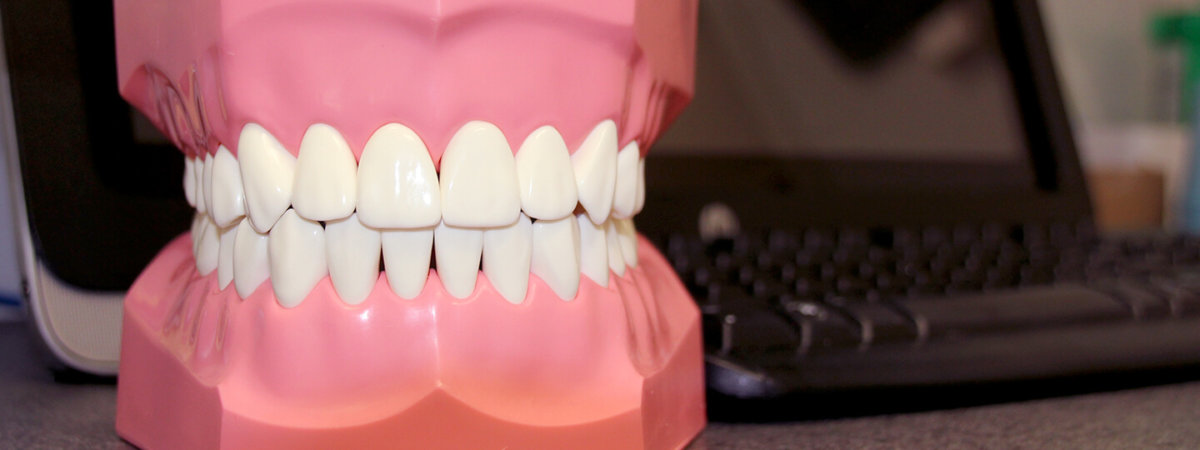 Photo of Model Teeth